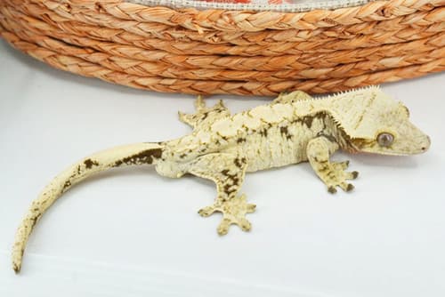 Mosaic 라인으로 공개된 Torrin