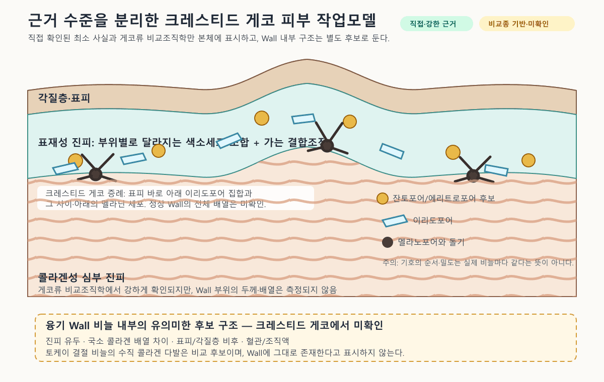 표피, 표재성 진피의 색소세포층, 콜라겐성 심부 진피를 구분한 피부 작업 모델
